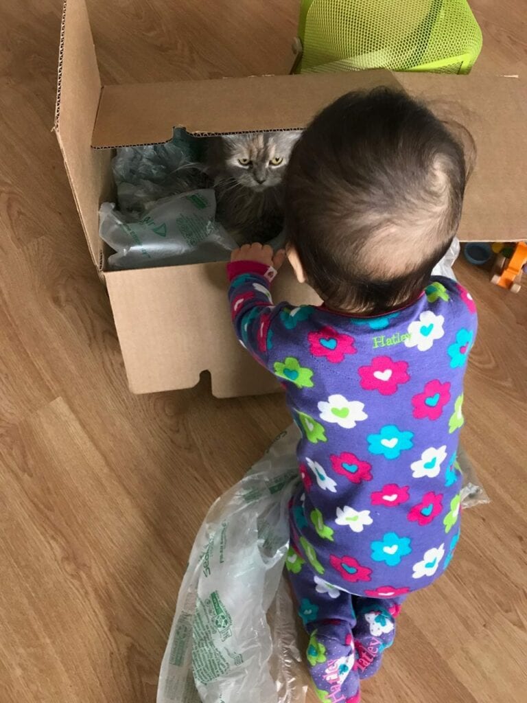 Larua e a gata amam uma caixa