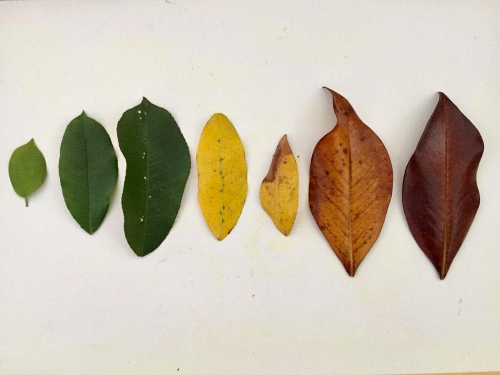 ciclo de vida da folha de outono 01