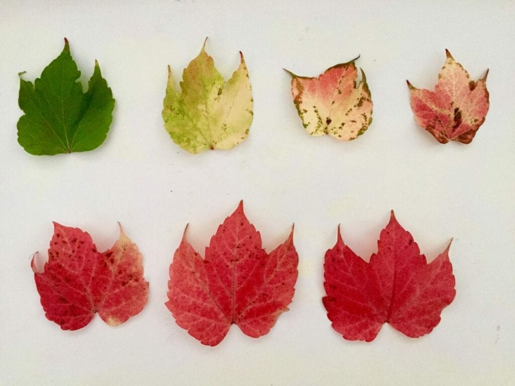 ciclo de vida da folha de outono 06
