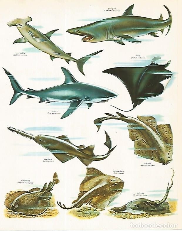 poster animais marinhos