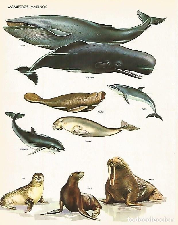 poster mamiferos marinhos