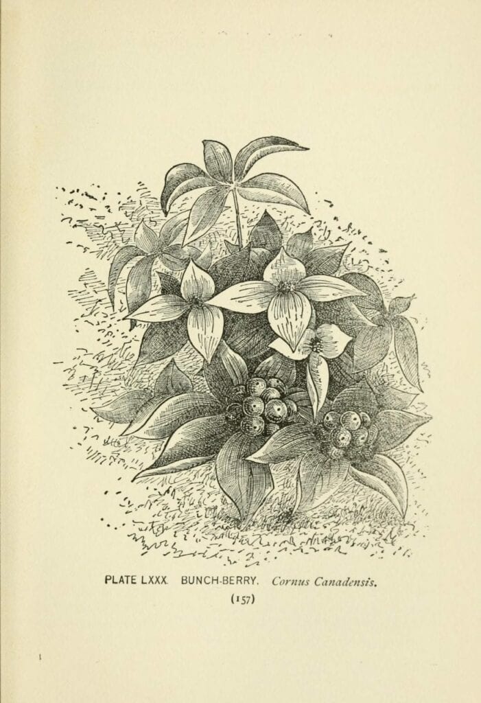ilustracao botanica aquarela