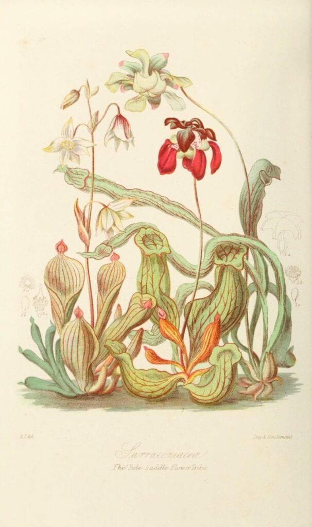 ilustracoes botanicas 02