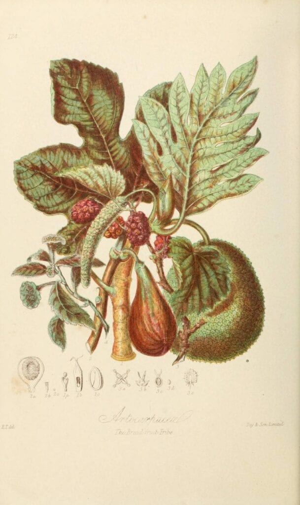 ilustracoes botanicas 05