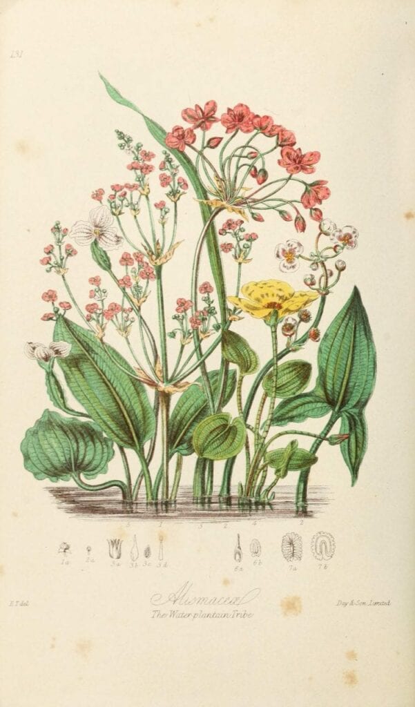 ilustracoes botanicas 06