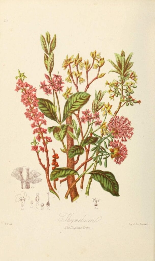 ilustracoes botanicas 07