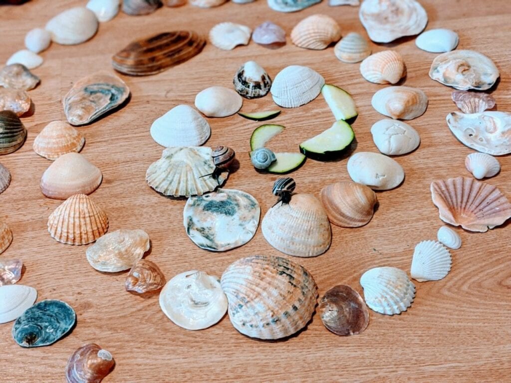 caracol com conchas do mar 04
