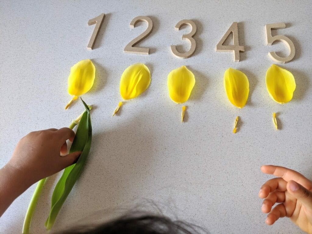 atividade de matemática com tulipa flores