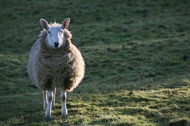 animais domesticos ovelha