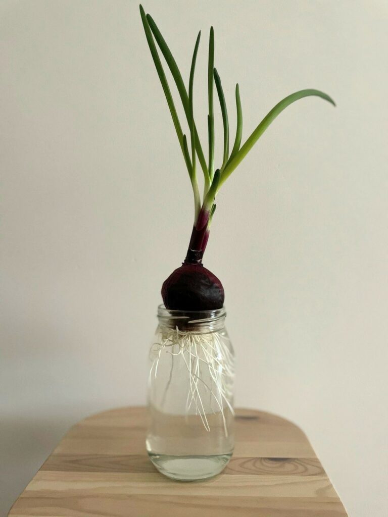 cebola cultivada na agua