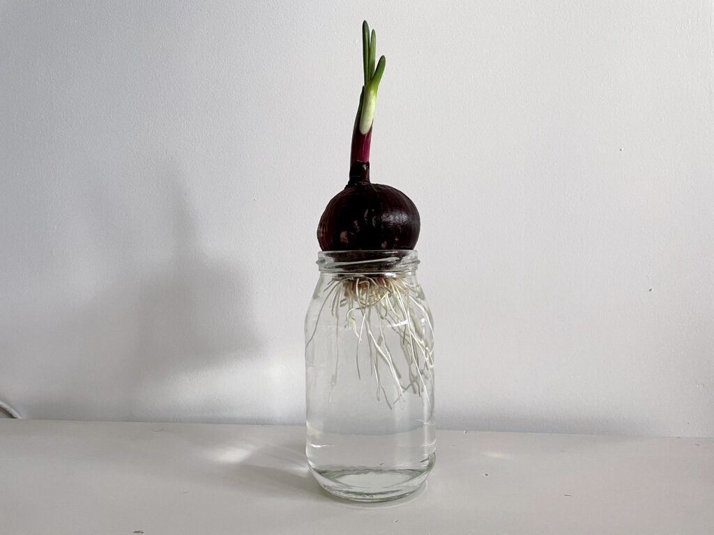 plantar cebola na agua
