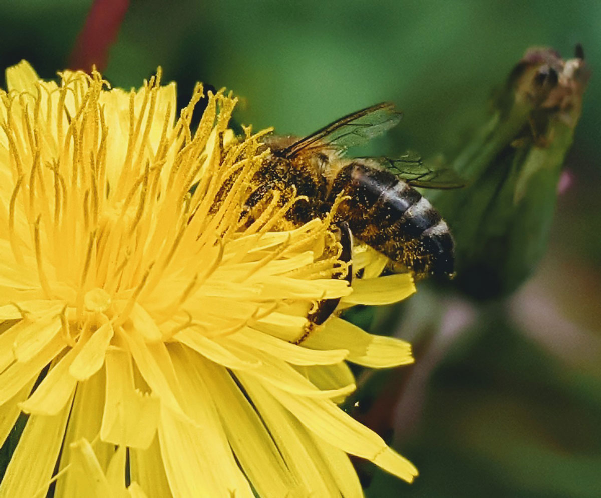 Atividades sobre flores e abelhas